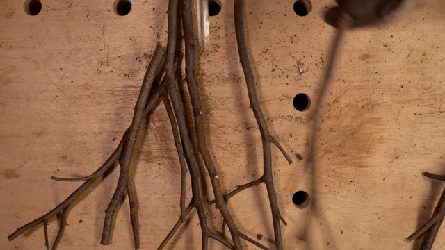 Cut branches arranged on a wooden table