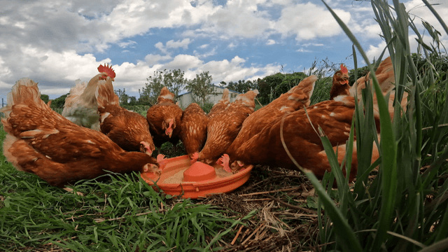 넓은 풀밭에서 먹이를 먹는 닭들