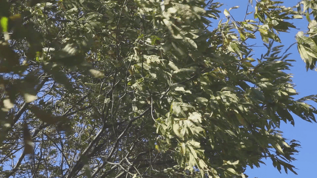 Leaves rustling in the gentle breeze