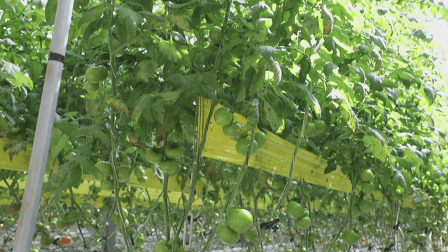 Tomatoes growing in a greenhouse