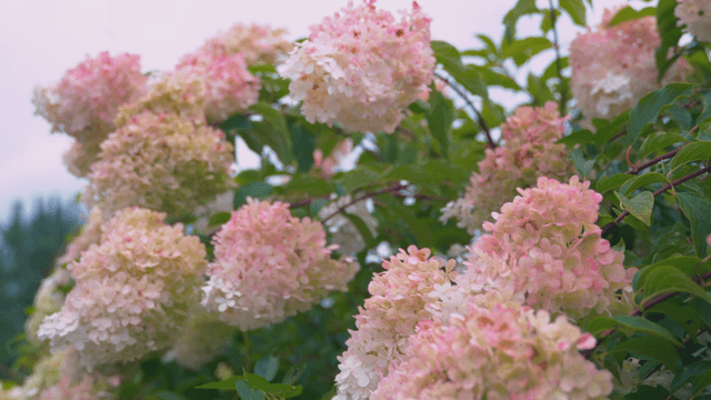 Blooming pink and white hydrangeas