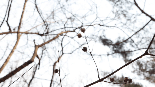 Bare branches with dried seed pods