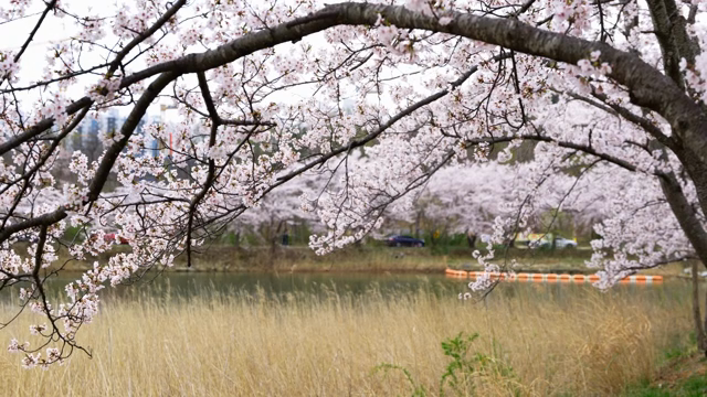 고요한 호숫가의 벚꽃