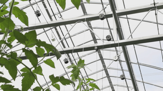 Greenhouse with growing plants
