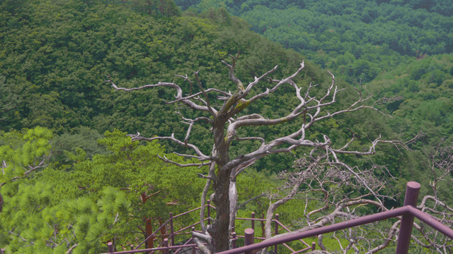 Dry tree standing alone in green mountain forest