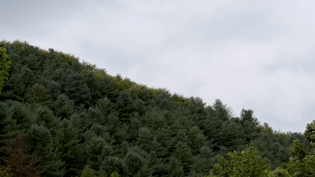 흐린 하늘 아래 푸른 숲