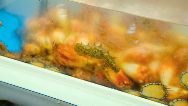 Various marine life in the tank