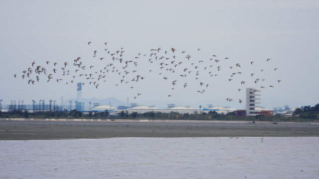 갯벌 바다 위를 나는 새 떼