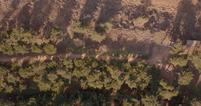 Aerial view of a forest with a path