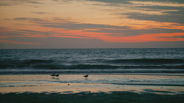 Sandpipers at sunset on a wave-washed beach