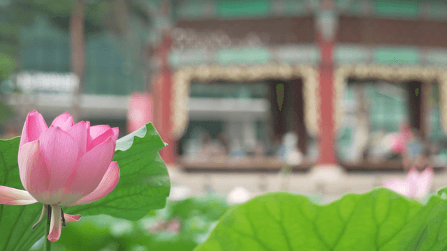 Pink lotus blooming before faintly visible Buddhist temple