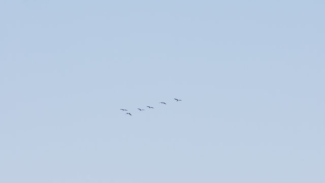 Birds flying in the clear sky