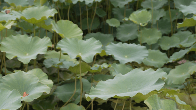 Wide green lotus leaves on pond