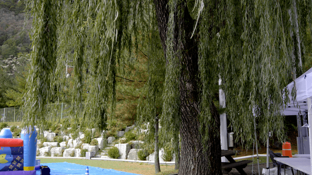 Willow tree hanging over a quiet yard