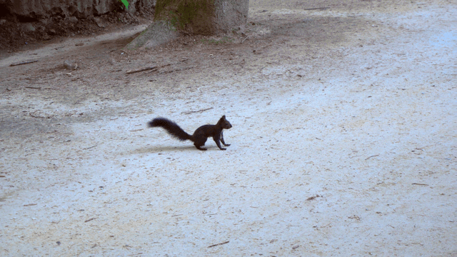 A squirrel running on a forest path