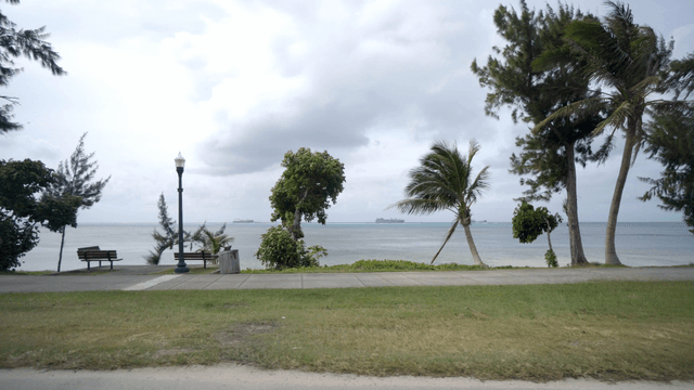 Driving calmly along a beach with palm trees and the sea