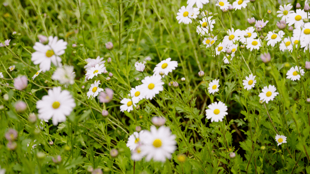 Field of blooming daisies