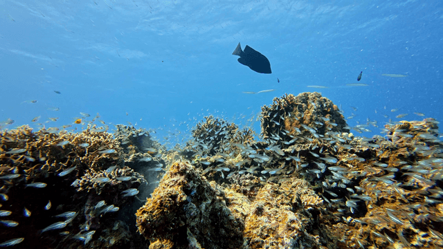 물고기로 가득한 활기찬 산호초