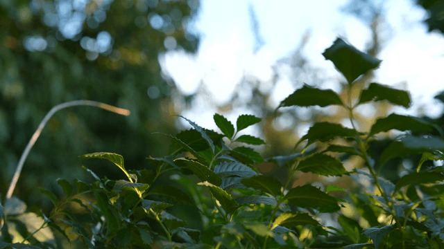 Green leaves in a sunlit garden