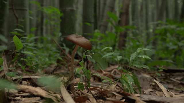 Brown mushrooms growing in bamboo forest