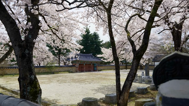 Cherry blossoms in a traditional Korean courtyard