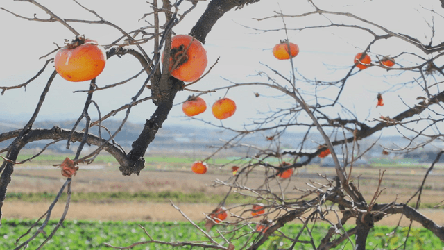 Persimmons hanging on bare branches