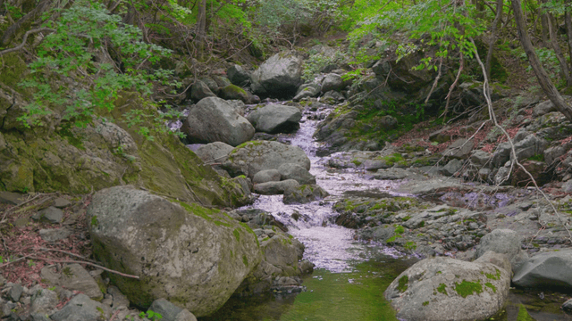 Clear valley stream flowing under forest trees
