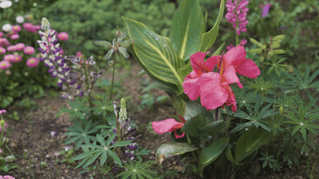 Vibrant flowers in a lush garden