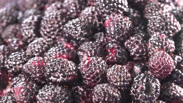 A pile of fresh black raspberries