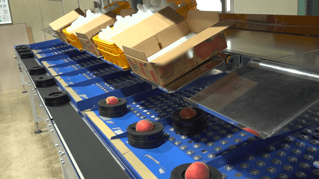 Peaches on a conveyor belt in a factory