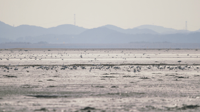 수많은 새들이 쉬고 있는 넓은 갯벌
