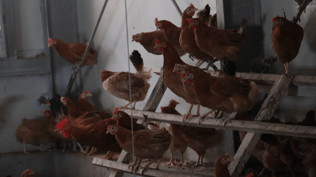 양계장 안에서 쉬고있는 많은 닭들