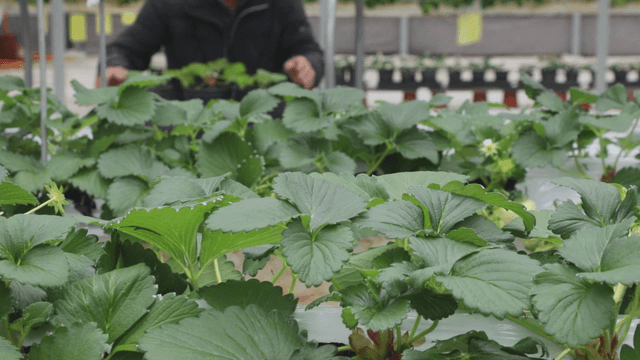 Famer tending to plants in a greenhouse