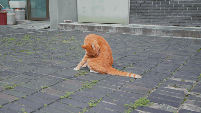 Orange tabby cat grooming on brick path