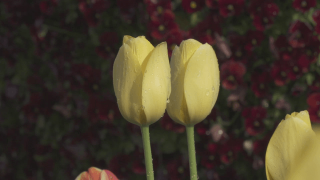 Yellow tulips with water droplets