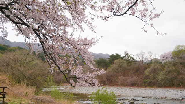 Cherry blossoms by a tranquil river