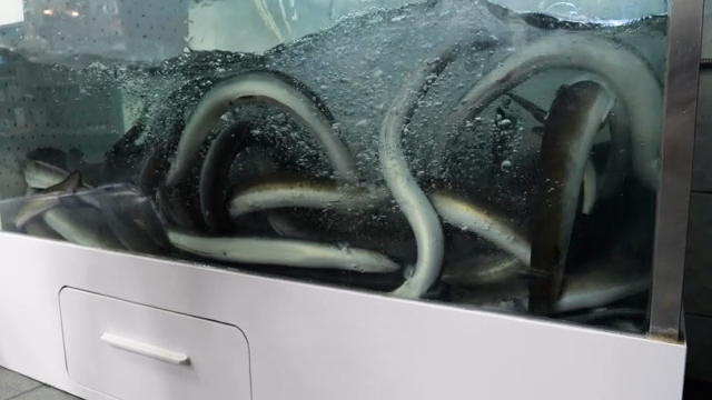 Eels swimming in a large aquarium tank