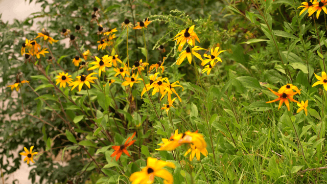 Yellow flowers swaying in the wind
