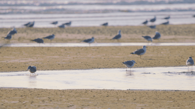 Sandpipers gathered on sandy shore