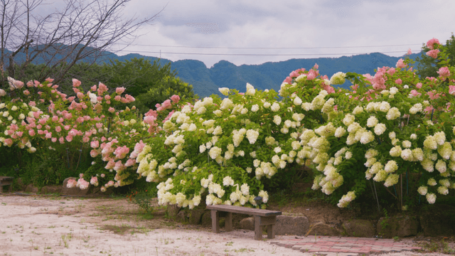 Colorful hydrangeas with distant mountain in background