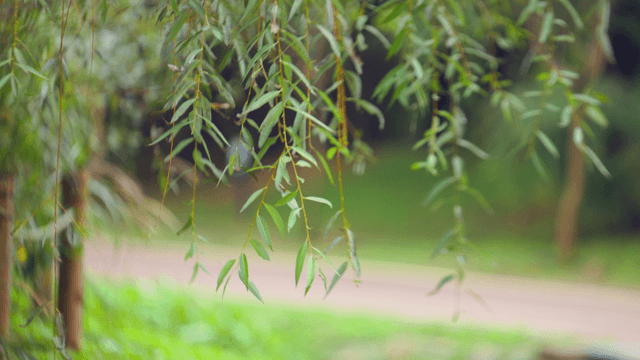 Green leaves hanging from a tree branch