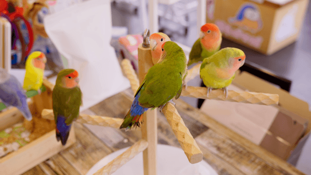 Colorful parrots gathered on a wooden stand