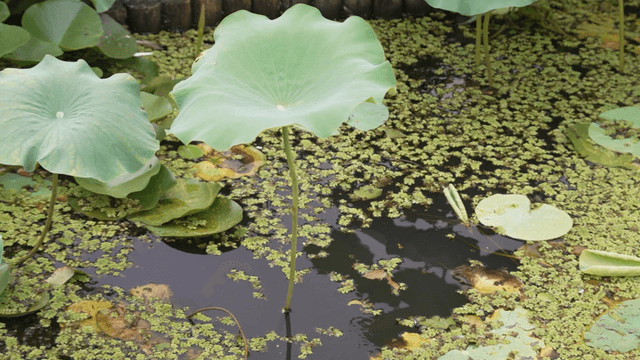 Wide lotus leaf floating on pond