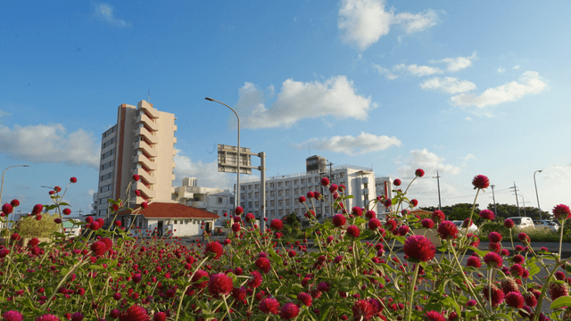 Celosia flower beside a road with passing cars and buildings