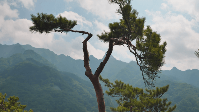 Lone pine tree with mountain background