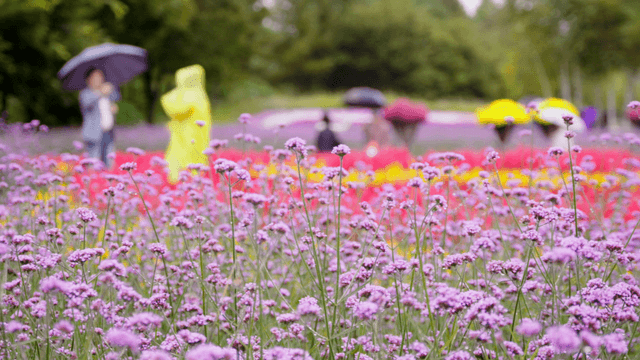 People walking through a vibrant flower garden
