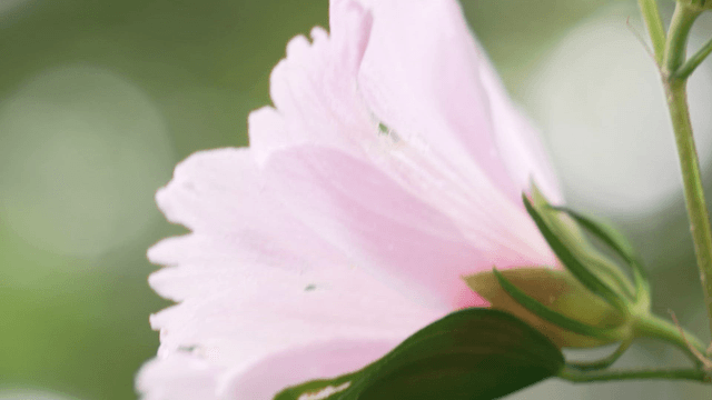 Pink flowers in full bloom swaying in wind