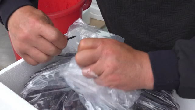 Packing berries in a styrofoam box