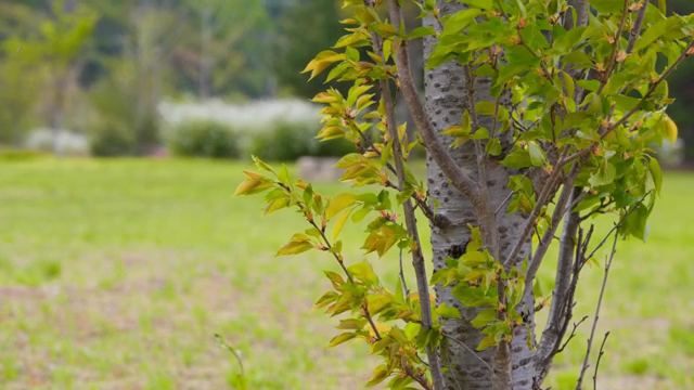 A tree with fresh green leaves in a field