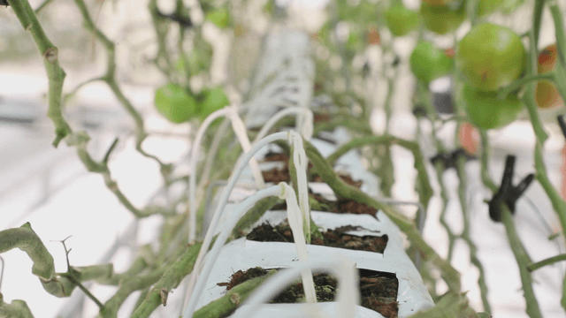 Tomato plants growing in a greenhouse